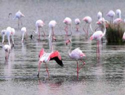 Flamingolarn muhteem k dans